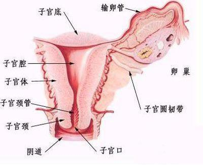 子宫内膜癌常识及科学治疗